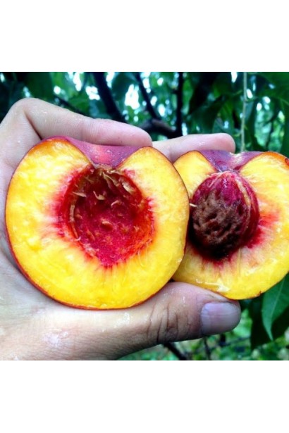 Розрізаний нектарин Honey Haven із яскраво-жовтою м’якоттю